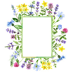 watercolor design with medicinal plants, floral frame, color drawing herbs at white background