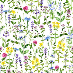 watercolor seamless pattern with medicinal plants, floral ornament, color drawing herbs at white background