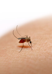 Mosquito sucking blood on human skin