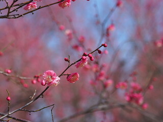 梅の花