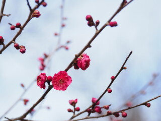 紅梅