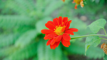 Close up Zinnia flower front view 
