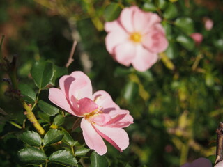 うすいピンク色のバラの花「クイーンマザー」