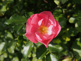 ピンク色と白色のバラの花