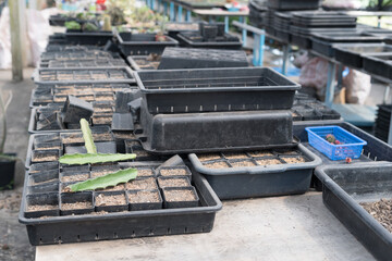 Miniature cactus pot decorate in the garden, various types beautiful cactus market or cactus farm