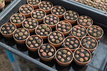 Miniature cactus pot decorate in the garden, various types beautiful cactus market or cactus farm