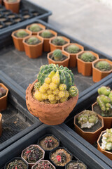 Miniature cactus pot decorate in the garden, various types beautiful cactus market or cactus farm