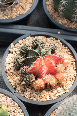 Miniature cactus pot decorate in the garden, various types beautiful cactus market or cactus farm