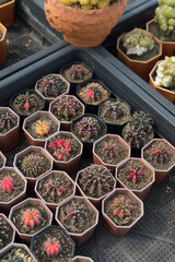 Miniature cactus pot decorate in the garden, various types beautiful cactus market or cactus farm