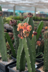 Miniature cactus pot decorate in the garden, various types beautiful cactus market or cactus farm