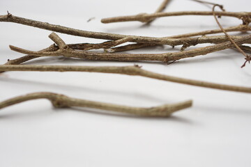 branch of a tree