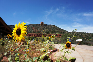 sunflowers in the mountains