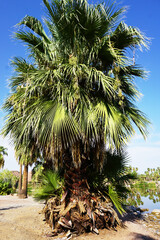 palm tree in the desert