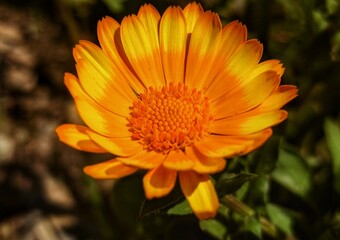 Marigold flower in a park