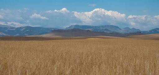 Panorama of a Golden Wheat Field in Montana in the Foreground and Rocky Mountain Foothills in the Background