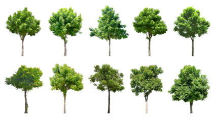 Collection Trees and bonsai green leaves. total 10 trees.  (png) 