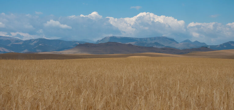Panorama of a Golden Wheat Field in Montana in the Foreground and Rocky Mountain Foothills in the Background