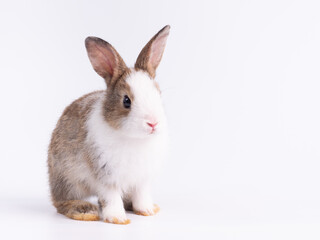 Front view of cute baby rabbit sitting isolated on white background. Lovely action of young rabbit.