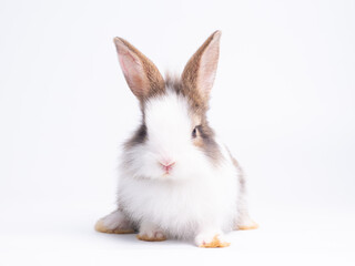 Obraz premium Front view of cute baby rabbit sitting isolated on white background. Lovely action of young rabbit.