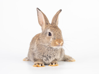 Front view of baby brown rabbit sitting on white background. Lovely action of young rabbit.