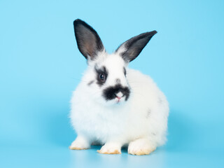 Baby white and black dot rabbit sitting  on blue background. Lovely action of rabbit.