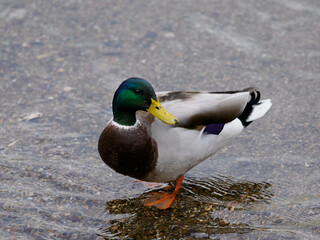 カラフルで美しいマガモの雄