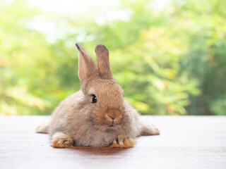 Baby gray rabbit sitting on wooden floor with green nature background.
