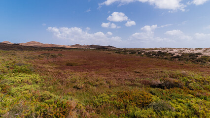 Light lime green plants and carmine colored grass around volcanic Lobos Island