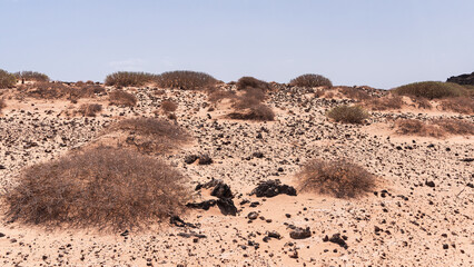 Dry desert ground with some light brown colored plants, bushes and volcanic rocks