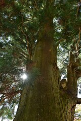 精進諏訪神社（精進の大杉）