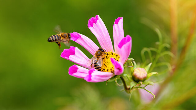 Bee and flower. Close-up of a large striped bee flying on a pink flower and to collect pollen and honey. Macro horizontal photography. Summer and spring backgrounds