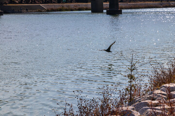 Fototapeta premium 水面近くを飛ぶ黒い鳥