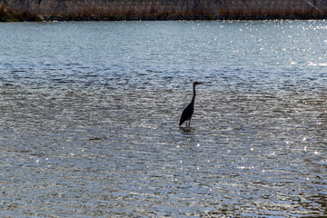 浅い水の中にたたずむ一羽のサギ