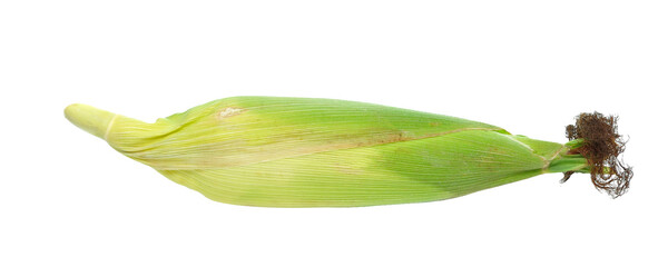 corn isolated on transparent png