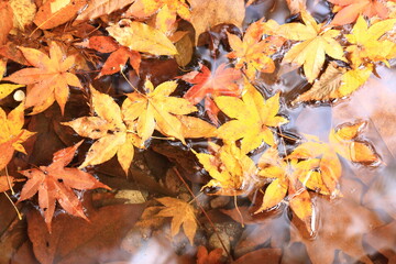 紅葉した森の葉のクローズアップ