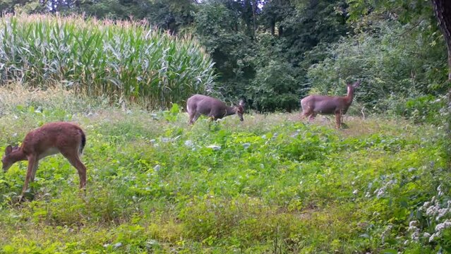 Three deer grazing on wild radishes in a food plot between a corn field and the woods in the upper Midwest in late summer; concepts of wildlife management and hunting