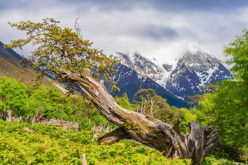 The natural beauty of the forest park and Meili Snow Mountain in Nyingchi, Tibet, China