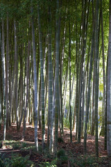 竹林