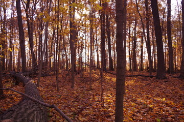 autumn forest in the morning