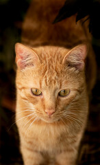 Ginger Cat. Orange cat. Small orange cat. Little kitten. Little ginger kitten.