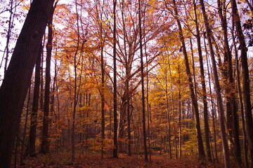sunset in the forest