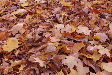 autumn leaves background