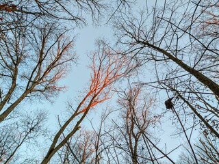 Sunlit Bare Tree Branches in Cold, Transitioning Autumn Forest