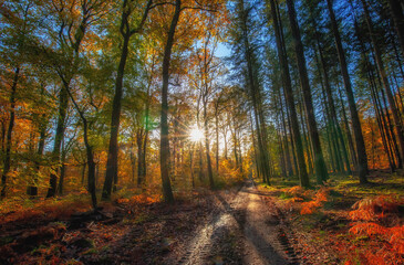 Forest in autumn colors and in the morning light