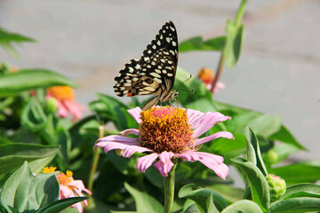 butterfly on flower