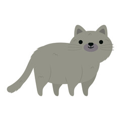 gray little cat