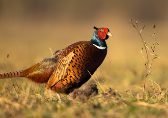 Ringneck Pheasant (Phasianus colchicus) male close up