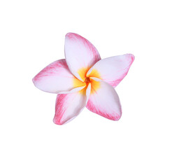 Fototapeta na wymiar Plumeria or Frangipani or Temple tree flower. Close up pink frangipani flowers isolated on white background.