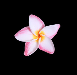 Fototapeta na wymiar Plumeria or Frangipani or Temple tree flower. Close up pink frangipani flowers isolated on black background.