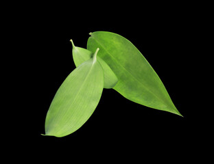 Close up Bamboo leaves isolated on black background. The side of beautiful green leaves.